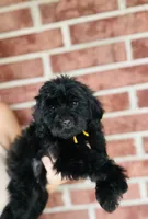Bullseye , a male Goldendoodle for sale in Bogata, TX – 1 of 8