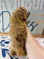 Chip, a male Poodle - Miniature  for sale in Bogata, TX – 2 of 3