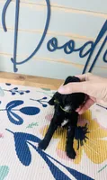 Batman, a male Yorkipoo for sale in Bogata, TX – 5 of 6