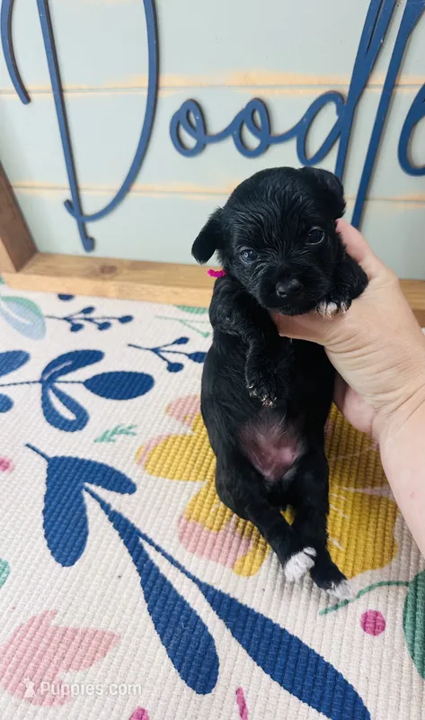 Magpie – Yorkipoo puppy for sale in Bogata, TX