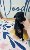 Magpie, a female Yorkipoo for sale in Bogata, TX – 1 of 4