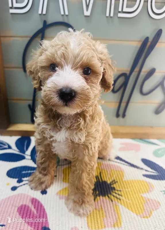 Ruffles – Miniature Schnauzer, Poodle - Miniature  puppy for sale in Bogata, TX