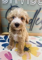 Ruffles, a male Miniature Schnauzer and Poodle - Miniature  for sale in Bogata, TX – 1 of 9