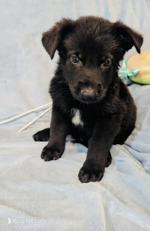 Third Male with White Chest – German Shepherd Dog puppy for sale in Bogata, TX