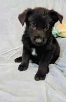 Third Male with White Chest, a male German Shepherd Dog for sale in Bogata, TX – 1 of 3