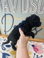 Buzz, a male Goldendoodle for sale in Bogata, TX – 6 of 7