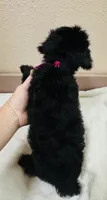Magpie, a female Yorkipoo for sale in Bogata, TX – 7 of 7