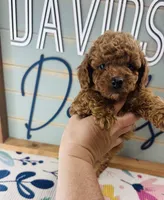 Spud, a male Poodle - Miniature  for sale in Bogata, TX – 2 of 5