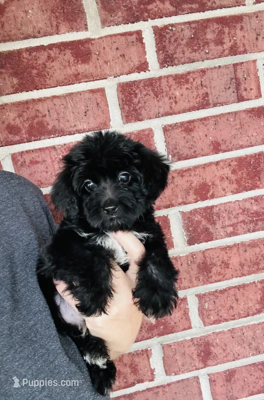 Puffin – Yorkipoo puppy for sale in Bogata, TX