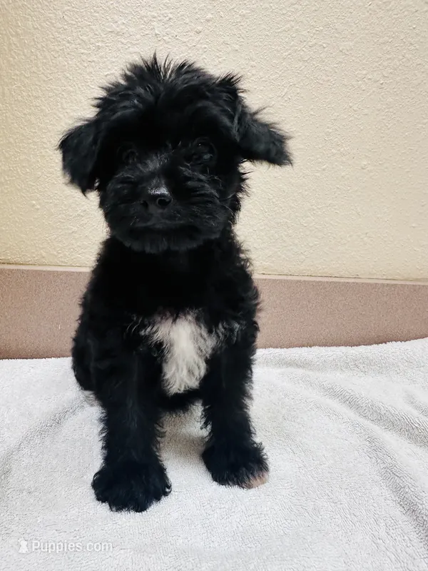 Magpie – Yorkipoo puppy for sale in Bogata, TX