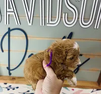 Bonnie, a female Goldendoodle for sale in Bogata, TX – 5 of 8