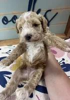 Ruffles, a male Miniature Schnauzer and Poodle - Miniature  for sale in Bogata, TX – 3 of 7