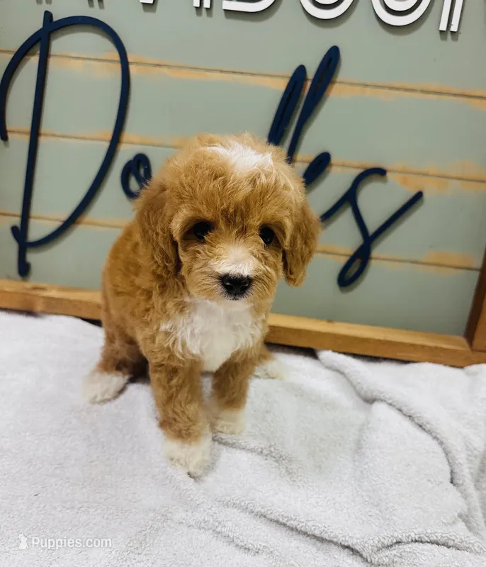 Bonnie – Goldendoodle puppy for sale in Bogata, TX