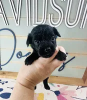 Batman, a male Yorkipoo for sale in Bogata, TX – 4 of 6