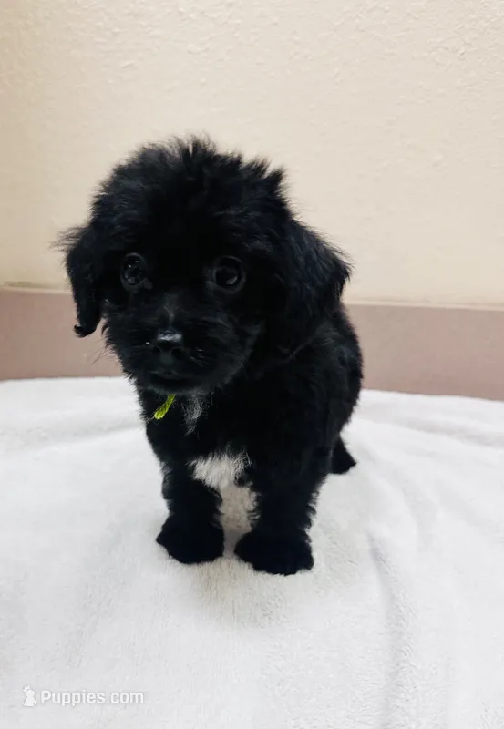 Batman – Yorkipoo puppy for sale in Bogata, TX