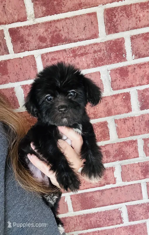 Cookie – Yorkipoo puppy for sale in Bogata, TX