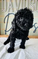Bear , a male Poodle - Toy  for sale in Bogata, TX – 9 of 10