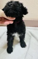 Magpie, a female Yorkipoo for sale in Bogata, TX – 6 of 7