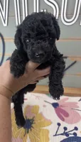 Buzz, a male Goldendoodle for sale in Bogata, TX – 7 of 7
