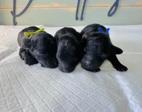 Shadow, a male Poodle - Toy  for sale in Bogata, TX – Photo 7 of 8