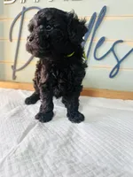 Shadow, a male Poodle - Toy  for sale in Bogata, TX – 6 of 10