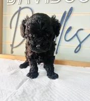 Shadow, a male Poodle - Toy  for sale in Bogata, TX – 8 of 10