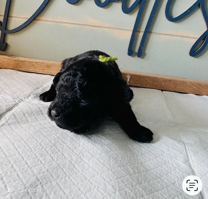 Shadow – Poodle - Toy  puppy for sale in Bogata, TX