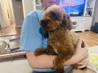 Shadow, a male Poodle - Toy  for sale in Bogata, TX – Photo 5 of 8