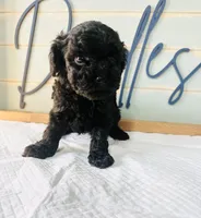 Shadow, a male Poodle - Toy  for sale in Bogata, TX – 1 of 10
