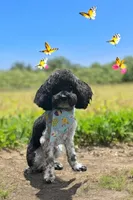 Shadow, a male Poodle - Toy  for sale in Bogata, TX – Photo 3 of 8