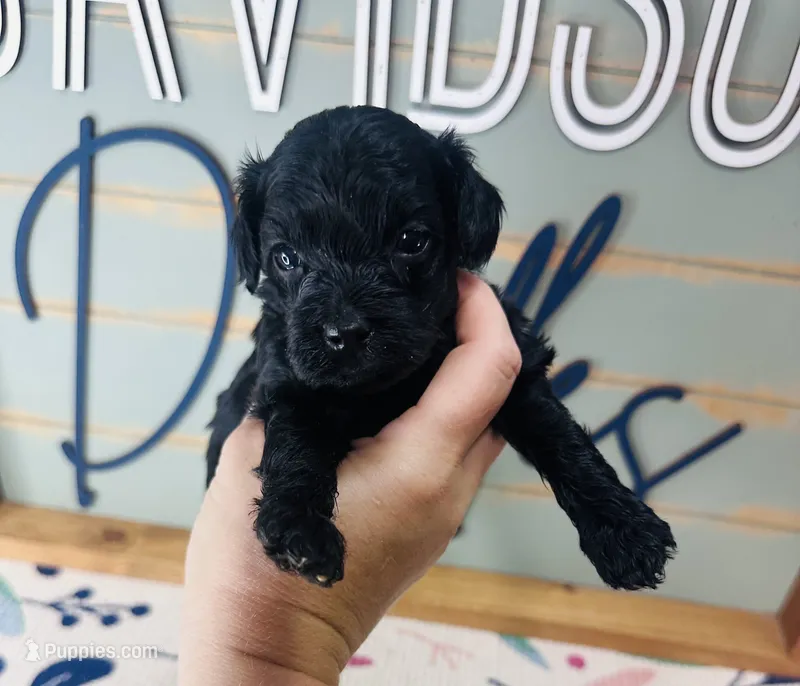 Bullseye  – Goldendoodle puppy for sale in Bogata, TX