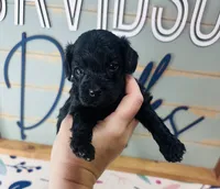 Bullseye , a male Goldendoodle for sale in Bogata, TX – 1 of 7