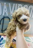 Ruffles, a male Miniature Schnauzer and Poodle - Miniature  for sale in Bogata, TX – 8 of 9