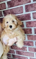 Woody, a male Goldendoodle for sale in Bogata, TX – 9 of 9