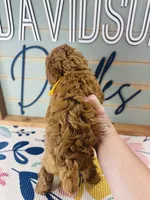 Spud, a male Poodle - Miniature  for sale in Bogata, TX – 5 of 5