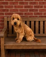 Bo-Peep, a female Goldendoodle for sale in Bogata, TX – 6 of 6