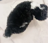 Hank, a male Schnoodle for sale in Bogata, TX – Photo 9 of 9