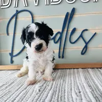 Hank, a male Schnoodle for sale in Bogata, TX – Photo 4 of 9