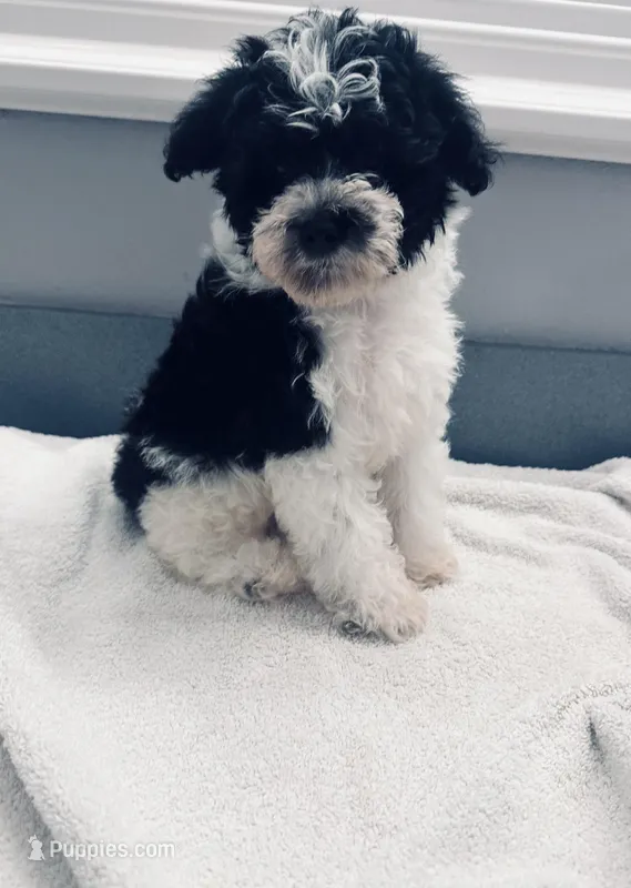 Hank – Schnoodle puppy for sale in Bogata, TX