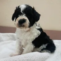 Hank, a male Schnoodle for sale in Bogata, TX – Photo 2 of 9