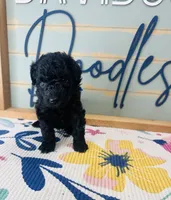 Buzz, a male Goldendoodle for sale in Bogata, TX – 1 of 7