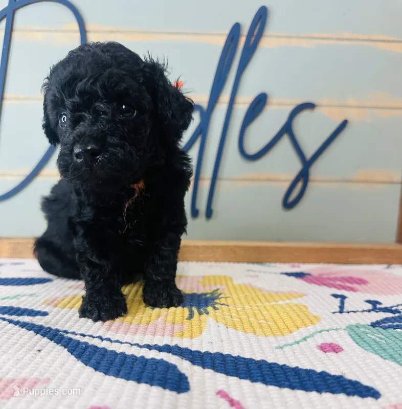 Hamm – Goldendoodle puppy for sale in Bogata, TX