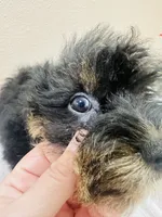 Skittle, a male Miniature Schnauzer and Poodle - Miniature  for sale in Bogata, TX – 9 of 10