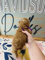 Bonnie, a female Goldendoodle for sale in Bogata, TX – 2 of 8