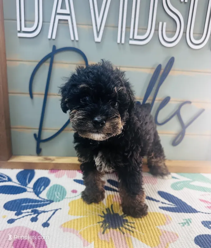 Skittle – Miniature Schnauzer, Poodle - Miniature  puppy for sale in Bogata, TX