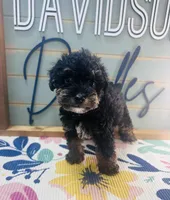 Skittle, a male Miniature Schnauzer and Poodle - Miniature  for sale in Bogata, TX – 2 of 10