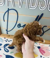 Bo-Peep, a female Goldendoodle for sale in Bogata, TX – 2 of 6