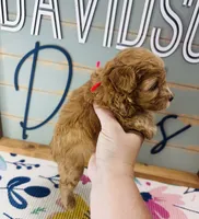 Woody, a male Goldendoodle for sale in Bogata, TX – 2 of 8