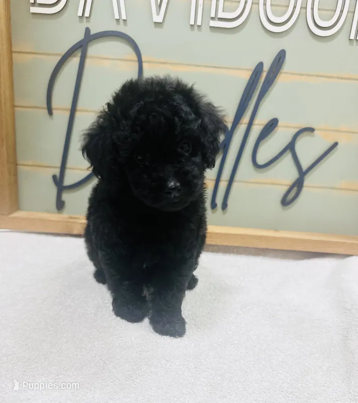 Hamm – Goldendoodle puppy for sale in Bogata, TX