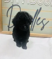 Hamm, a male Goldendoodle for sale in Bogata, TX – 1 of 8